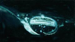 Big Island Manta 2.jpg